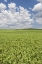 Picture of WASHINGTON, PALOUSE HILLS FIELD OF SPRING PEAS