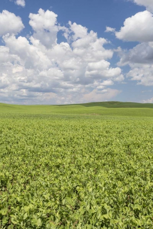 Picture of WASHINGTON, PALOUSE HILLS FIELD OF SPRING PEAS