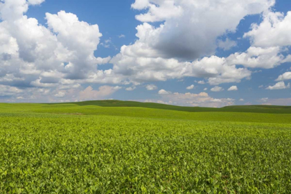 Picture of WASHINGTON, PALOUSE HILLS FIELD OF SPRING PEAS