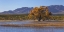Picture of NEW MEXICO, BOSQUE DEL APACHE, AUTUMN LANDSCAPE