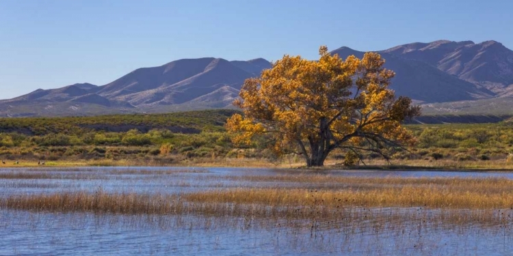 Picture of NEW MEXICO, BOSQUE DEL APACHE, AUTUMN LANDSCAPE