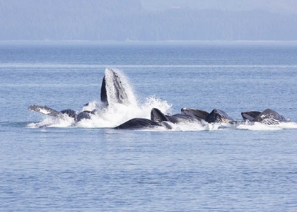 Picture of ALASKA, FRESHWATER BAY HUMPBACK WHALES FEEDING