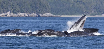 Picture of ALASKA, FRESHWATER BAY HUMPBACK WHALES FEEDING
