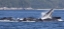Picture of ALASKA, FRESHWATER BAY HUMPBACK WHALES FEEDING