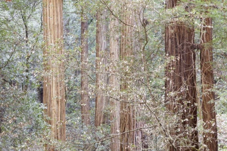 Picture of CALIFORNIA TRES IN MUIR WOODS NM IN SPRINGTIME