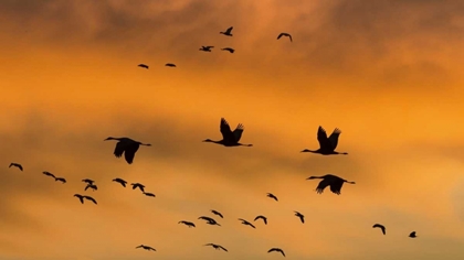 Picture of NEW MEXICO SANDHILL CRANES IN FLIGHT AT SUNSET