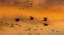 Picture of NEW MEXICO SANDHILL CRANES IN FLIGHT AT SUNSET