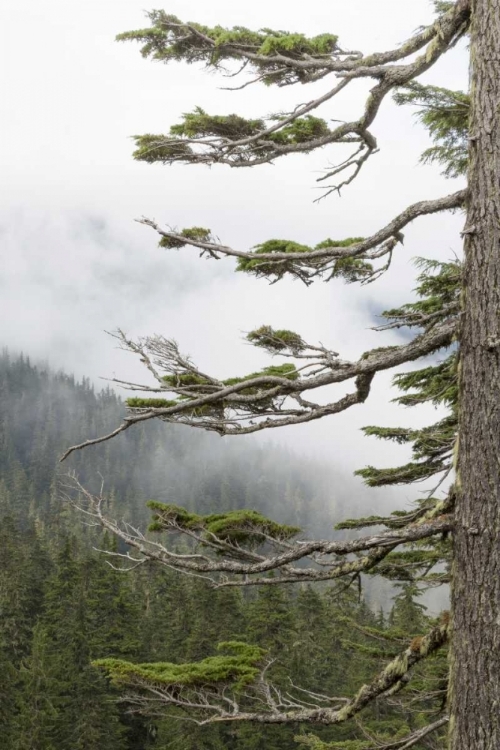 Picture of WASHINGTON, MOUNT RAINIER NP EVERGREENS IN FOG