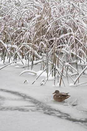 Picture of WA, SEABECK LONE MALLARD DUCK SITS ON ICY POND