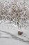 Picture of WA, SEABECK LONE MALLARD DUCK SITS ON ICY POND