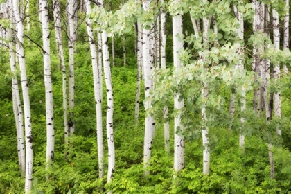 Picture of WA, LEAVENWORTH STAND OF ASPEN TREES IN FOREST