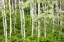 Picture of WA, LEAVENWORTH STAND OF ASPEN TREES IN FOREST