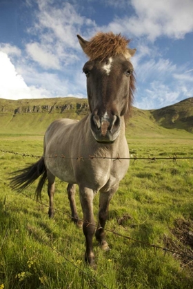 Picture of ICELAND, REYKJAVIK ICELANDIC HORSE NEXT TO FENCE
