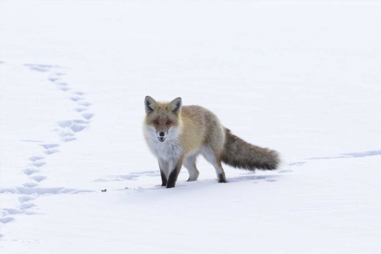 Picture of JAPAN, HOKKAIDO, TSURUI RED FOX IN A SNOWY FIELD