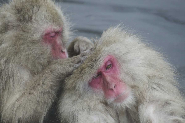 Picture of JAPAN SNOW MONKEY GROOMS ANOTHER IN A HOT SPRING