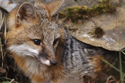 Picture of MONTANA, KALISPELL GRAY FOX