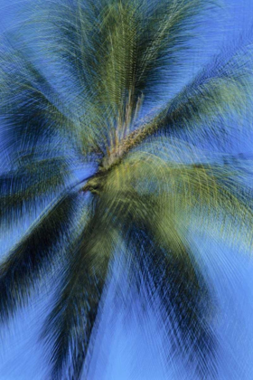 Picture of USA, HAWAII PALM TREE MONTAGE