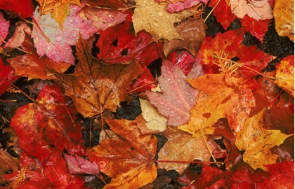 Picture of USA, MAINE AUTUMN MAPLE LEAVES