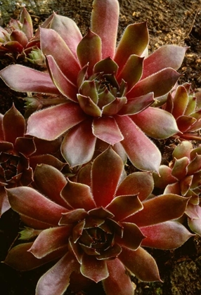 Picture of CANADA SUCCULENT PLANT CLOSE-UP