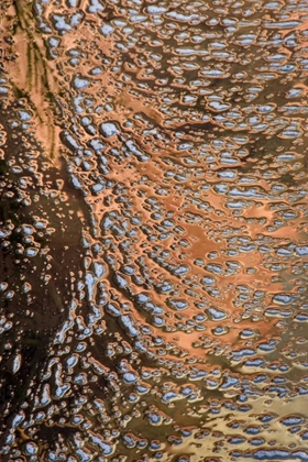 Picture of USA, UTAH, ZION NP WATER ABSTRACT