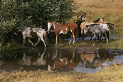 Picture of USA, MONTANA HORSES TENDED BY COWGIRL