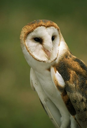 Picture of CO, BROOMFIELD PORTRAIT OF A BARN OWL