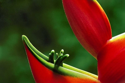 Picture of HAWAII, HILO HELICONIA FLOWER CLOSE-UP