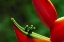 Picture of HAWAII, HILO HELICONIA FLOWER CLOSE-UP