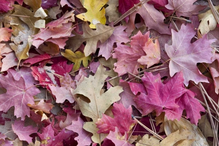 Picture of UTAH, ZION NP RED MAPLE AND OAK LEAVES