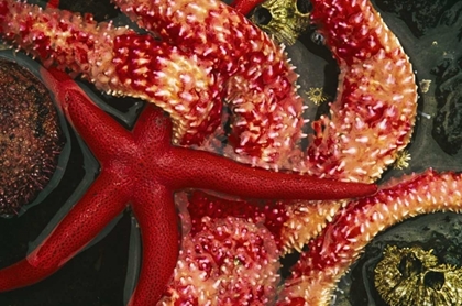 Picture of WA, TONGUE POINT SEASTARS IN TIDE POOL