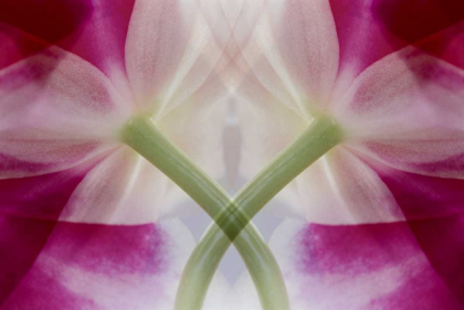 Picture of USA, COLORADO, LAFAYETTE ORCHID MONTAGE
