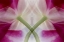 Picture of USA, COLORADO, LAFAYETTE ORCHID MONTAGE