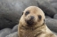 Picture of ECUADOR, GALAPAGOS ISLANDS SEA LION PUP