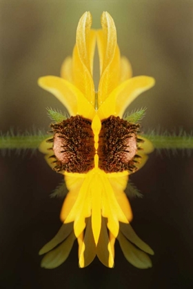 Picture of USA, COLORADO, BOULDER SUNFLOWER MONTAGE