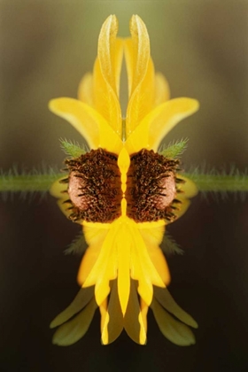 Picture of USA, COLORADO, BOULDER SUNFLOWER MONTAGE