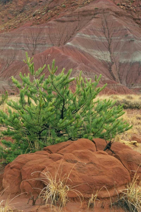 Picture of NEW MEXICO RED ROCKS AND GREEN PINE TREE