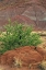 Picture of NEW MEXICO RED ROCKS AND GREEN PINE TREE