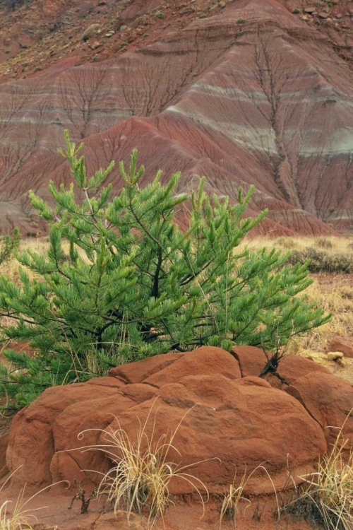 Picture of NEW MEXICO RED ROCKS AND GREEN PINE TREE