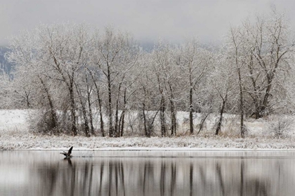 Picture of CO, BOULDER CANADIAN GEESE TAKING FLIGHT