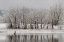 Picture of CO, BOULDER CANADIAN GEESE TAKING FLIGHT