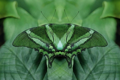 Picture of CANADA, VICTORIA, GREEN BUTTERFLY MONTAGE