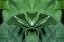 Picture of CANADA, VICTORIA, GREEN BUTTERFLY MONTAGE
