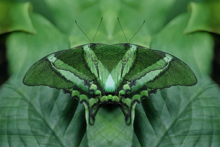 Picture of CANADA, VICTORIA, GREEN BUTTERFLY MONTAGE