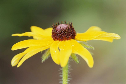 Picture of USA, COLORADO, BOULDER SUNFLOWER CLOSE-UP