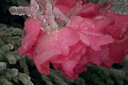 Picture of USA, COLORADO, LAFAYETTE ICE ON PINK ROSE