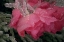 Picture of USA, COLORADO, LAFAYETTE ICE ON PINK ROSE
