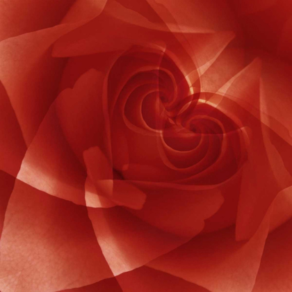 Picture of USA, COLORADO, LAFAYETTE RED ROSE MONTAGE