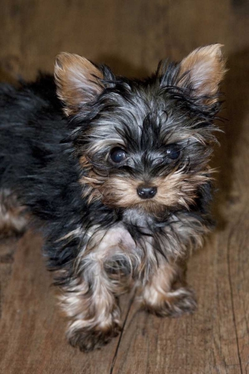 Picture of USA, COLORADO, LONGMONT MIXED BREED PUPPY