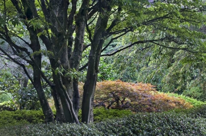 Picture of OREGON, PORTLAND, GREEN LUSH GARDEN SCENIC