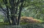 Picture of OREGON, PORTLAND, GREEN LUSH GARDEN SCENIC